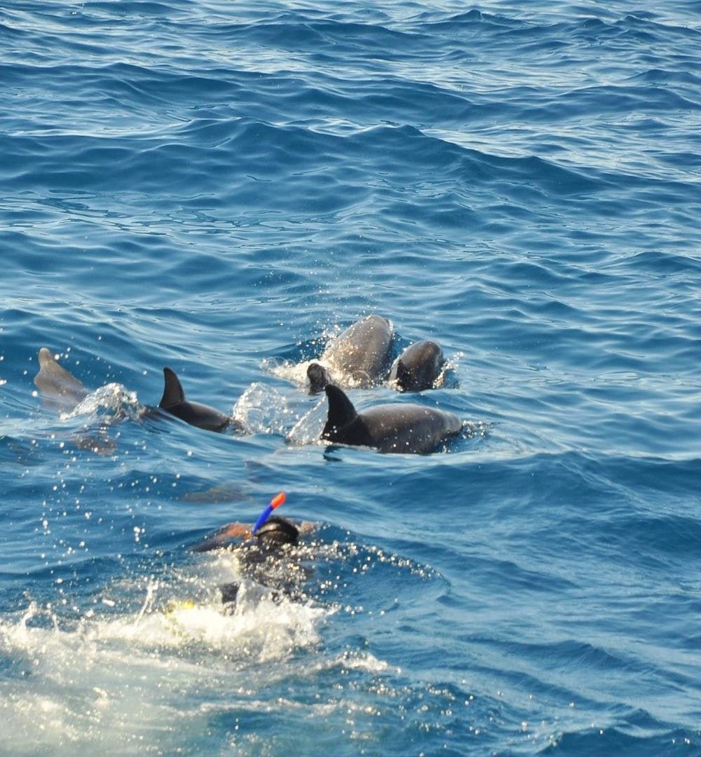 Hurghada: Snorkling 6 i 1 yachttur med buffélunsj