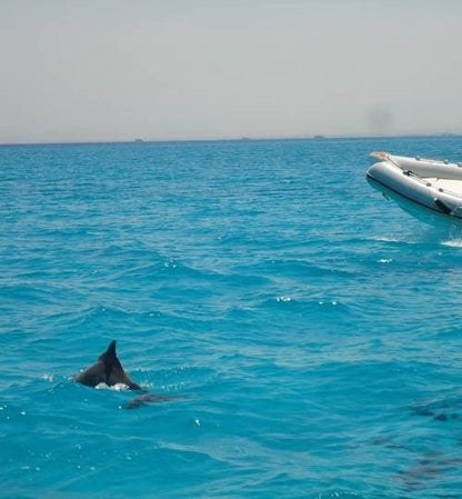 Hurghada: Delfinbeobachtungs-Schnellboot-Erlebnis