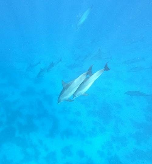 Hurghada: Delfinbeobachtungs-Schnellboot-Erlebnis