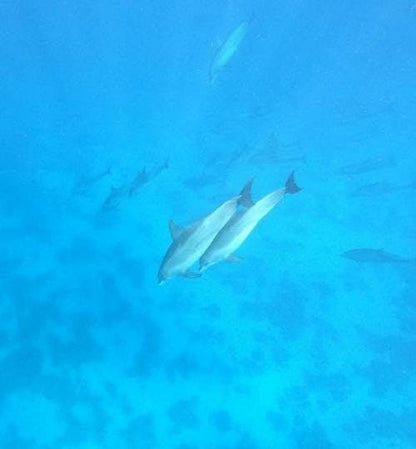 Hurghada: Delfinbeobachtungs-Schnellboot-Erlebnis