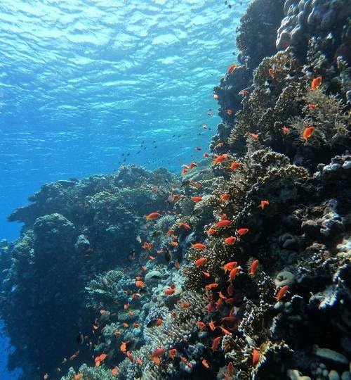 Hurghada: Wyspy i nurkowanie łodzią motorową
