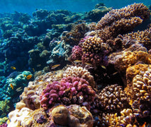 Hurghada: Wycieczka na Wyspę Rajską z 2 Przystankami na Snorkeling i Lunchem