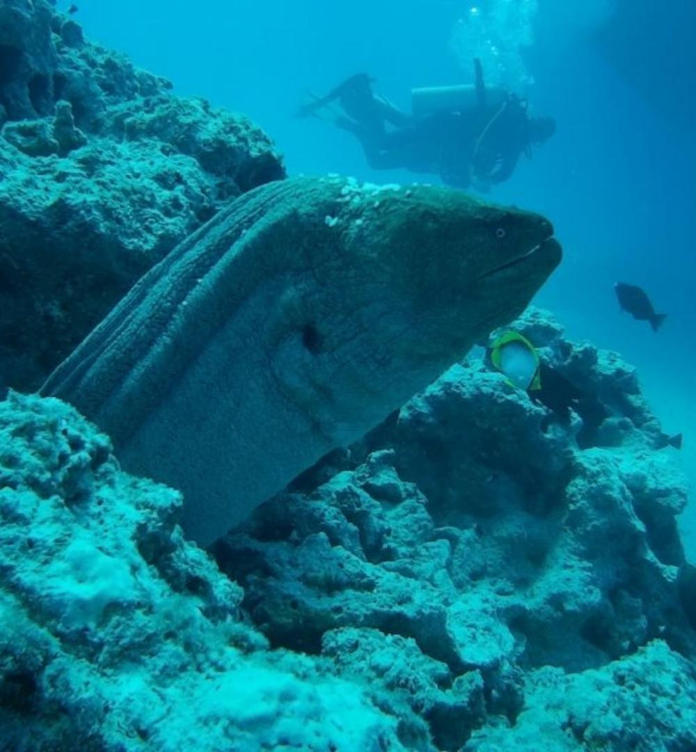 Hurghada: Snorkling 6 i 1 yachttur med buffélunsj