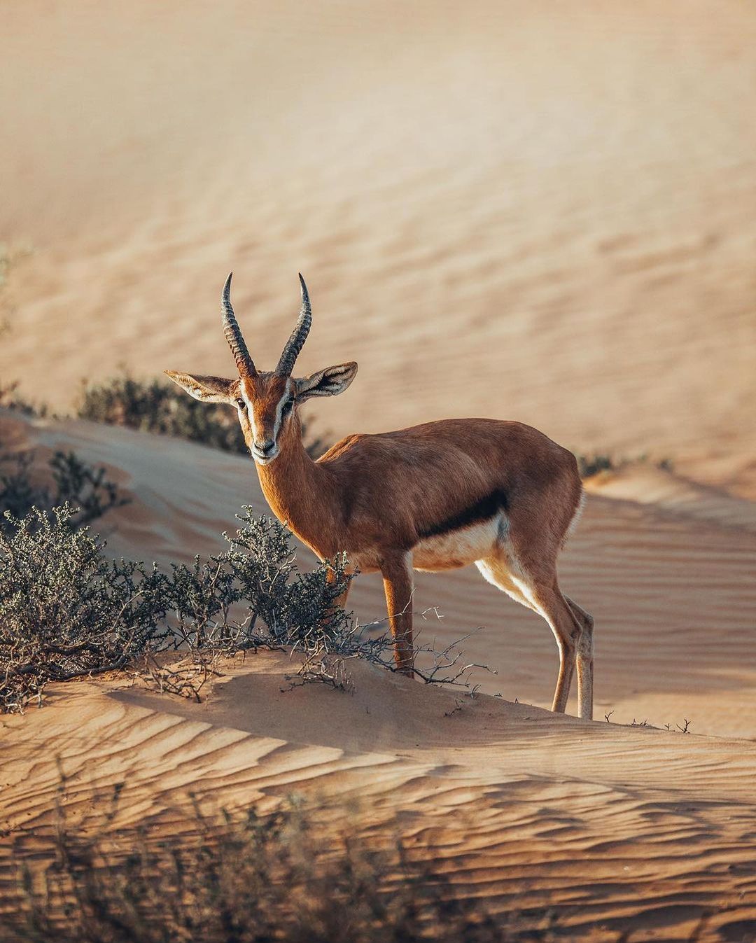 Dubai: Camel Desert Safari with Overnight and Hot Air Balloon