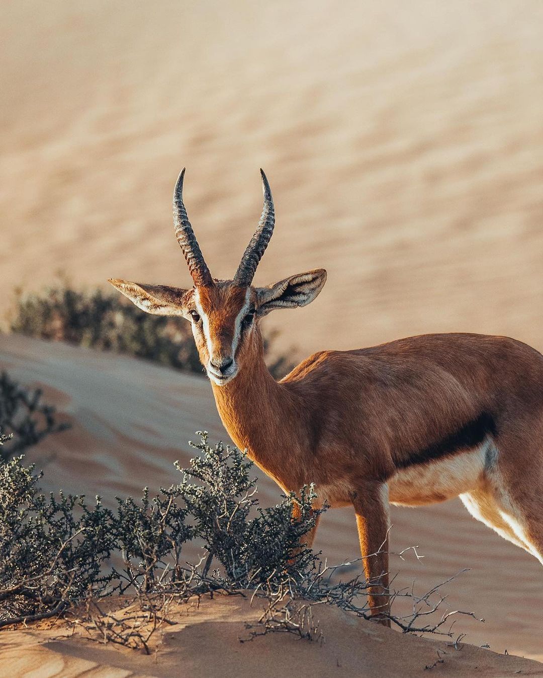 Dubai: Bedouin Desert Safari with Traditional Breakfast