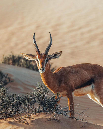 Dubai: Bedouin Desert Safari with Traditional Breakfast