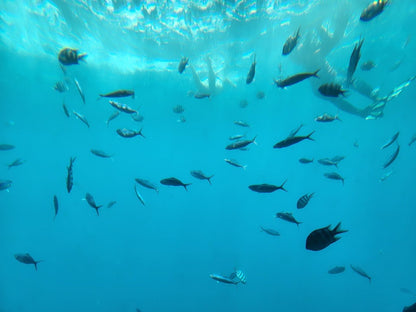 Hurghada: U-Boot-Kreuzfahrt mit dem Royal Seascope Glass Boat und Schnorcheln