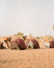 Dubai: Tour di Conservazione Platinum & Colazione ad Al-Maha