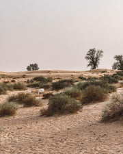 Dubai: Tour di Conservazione Platinum & Colazione ad Al-Maha