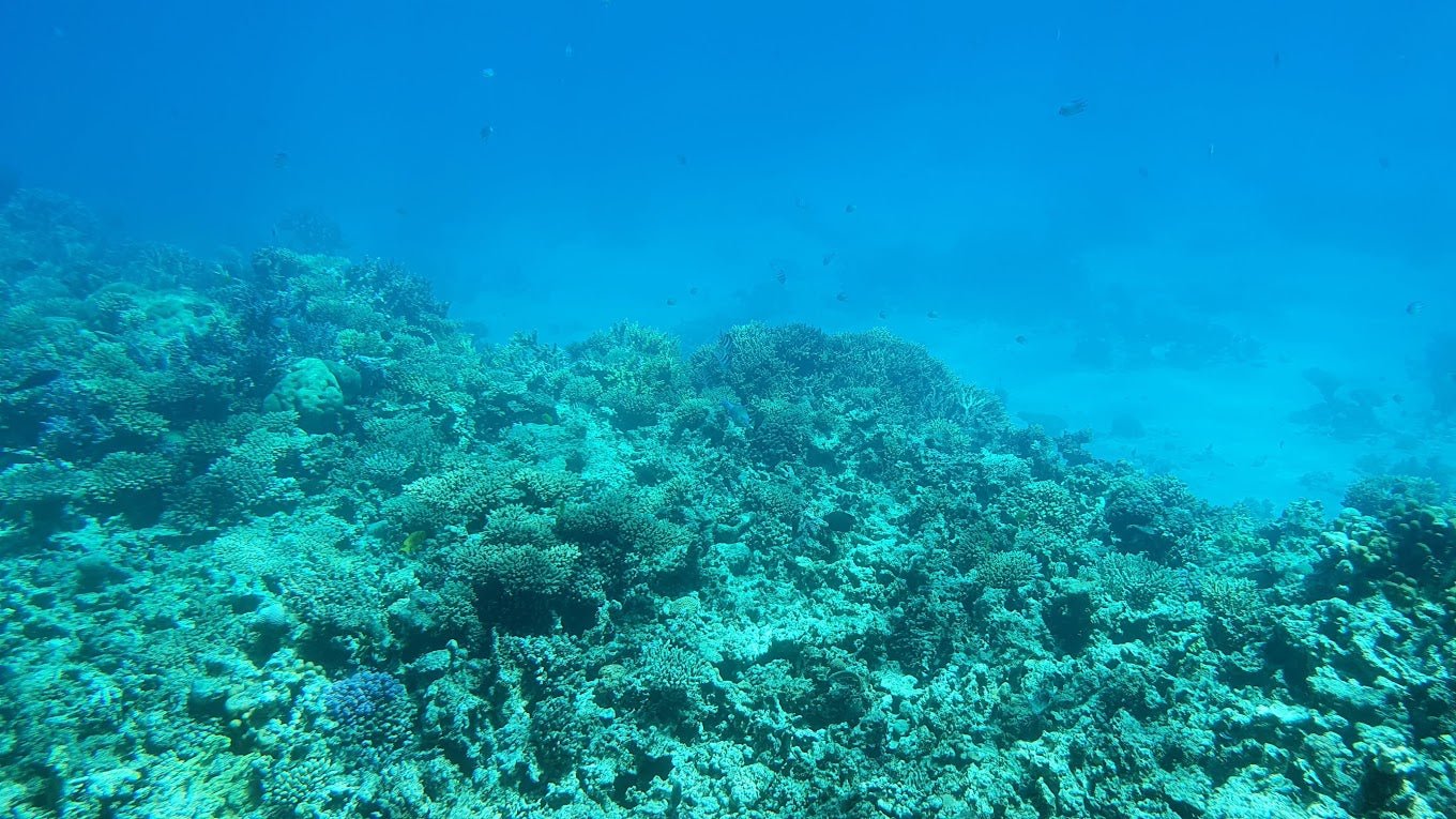 Hurghada: U-Boot-Kreuzfahrt mit dem Royal Seascope Glass Boat und Schnorcheln