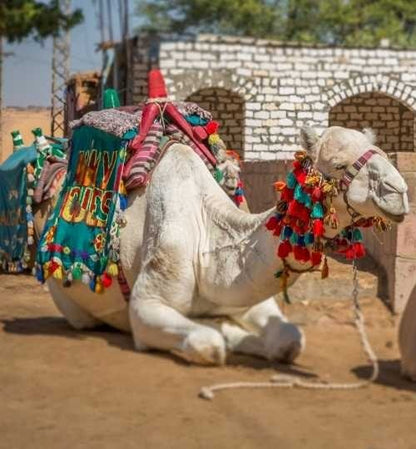 أسوان: جولة إرشادية خاصة بالقرية النوبية