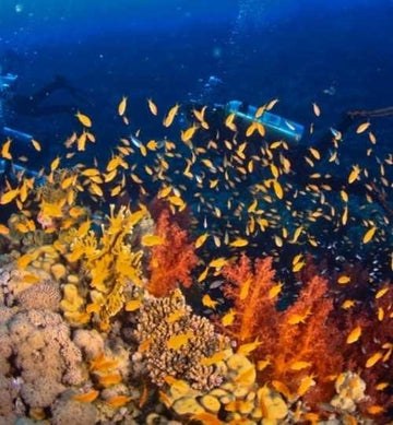 Sharm El Sheikh: Avventura di Immersione alla Moda nel Mar Rosso per Subacquei Qualificati