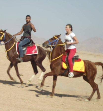 Sharm El Sheikh: Morning Horse Riding At The Desert