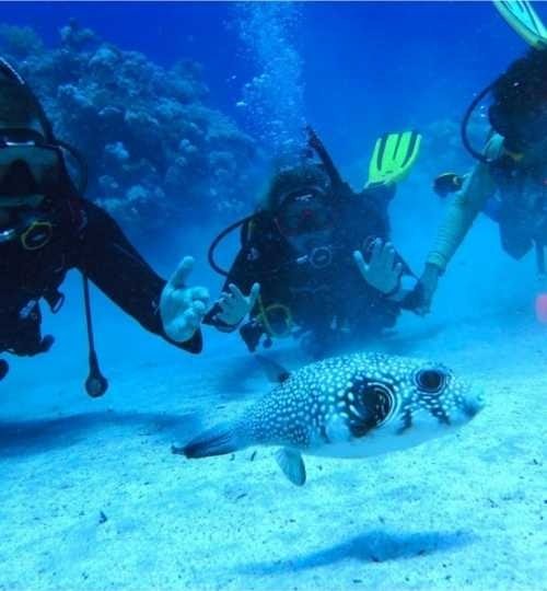Sharm El Sheikh: Open Water Diving Course for Beginners