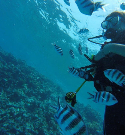 El Gouna: Entdecken Sie das Tauchen