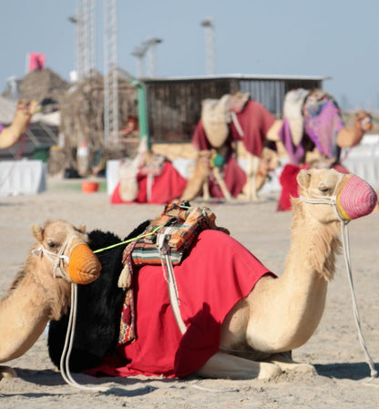 Doha : utilisation d'une journée dans un camp dans le désert, safari en option, sandboard et balade à dos de chameau