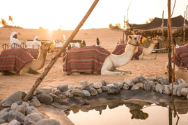 Dubái: safari beduino por el desierto con desayuno tradicional