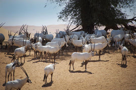 Dubái: safari beduino por el desierto con desayuno tradicional