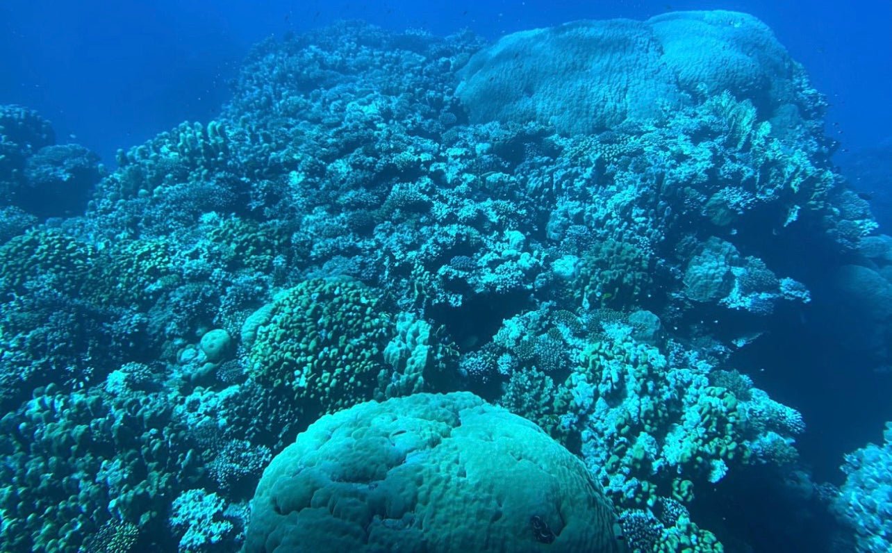Hurghada: U-Boot-Kreuzfahrt mit dem Royal Seascope Glass Boat und Schnorcheln