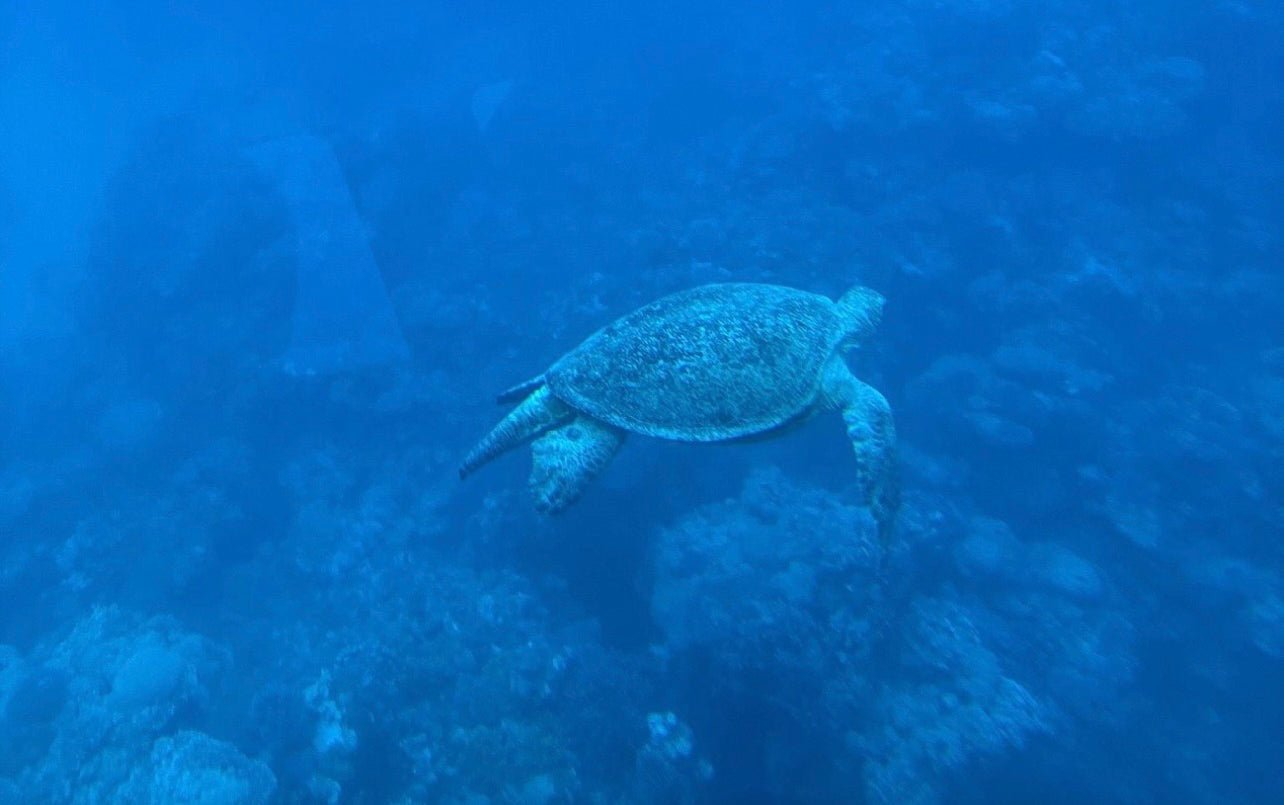 Hurghada: U-Boot-Kreuzfahrt mit dem Royal Seascope Glass Boat und Schnorcheln