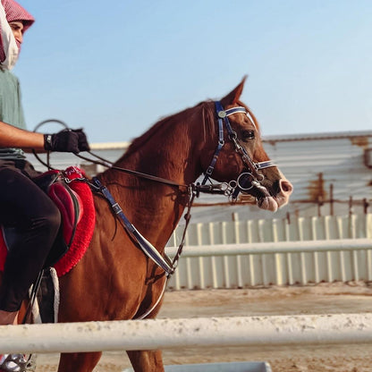 Doha : Safari privé dans le désert en 4x4 d'une demi-journée, balade à dos de chameau et à cheval arabe