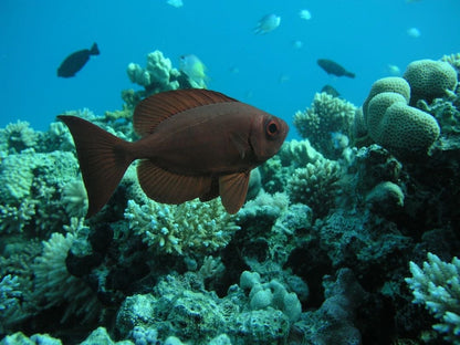 El Gouna: Schnuppertauchen für Anfänger