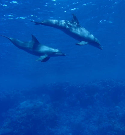 Sharm El Sheikh: corso di immersione in acque libere