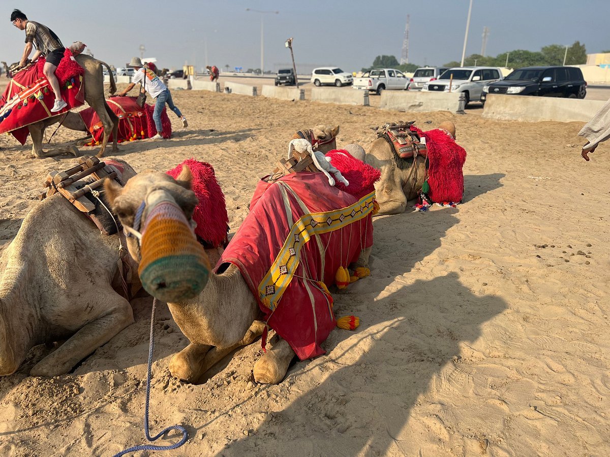 Doha : utilisation d'une journée dans un camp dans le désert, safari en option, sandboard et balade à dos de chameau