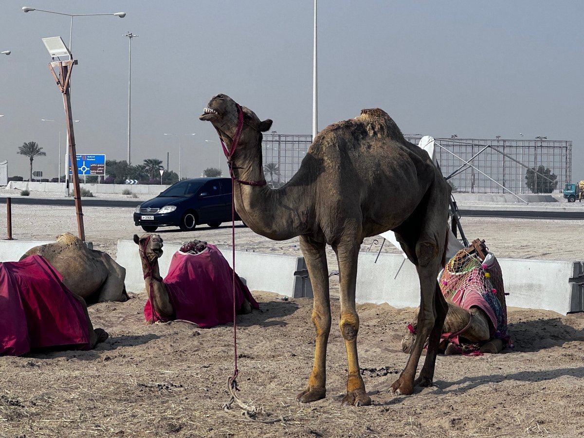 Doha: Sunrise 4x4 privé woestijnsafari van een halve dag, dune bashing en binnenzeetour
