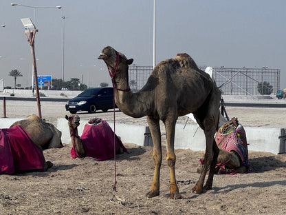 Doha: Sunrise 4x4 privé woestijnsafari van een halve dag, dune bashing en binnenzeetour