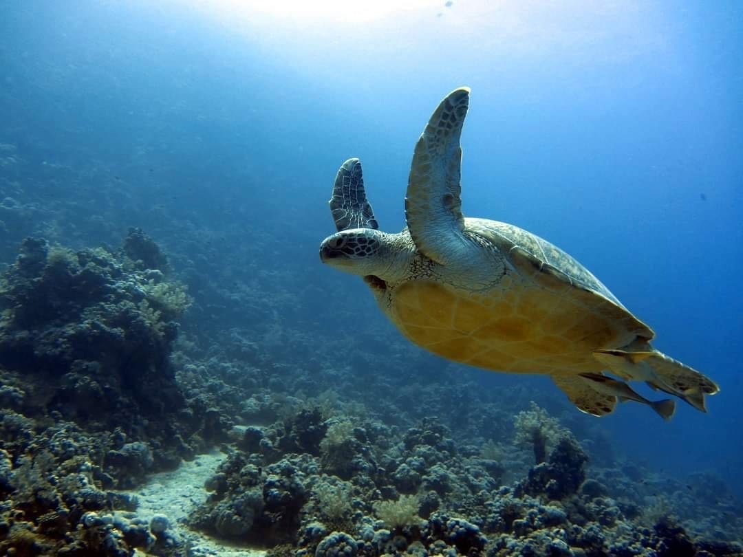 El Gouna: Schnuppertauchen für Anfänger