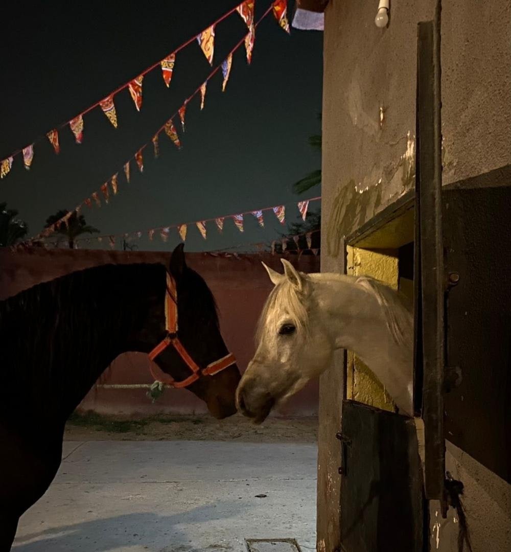 Cairo: Night Horse Riding in Sakkara