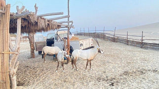 Doha: Al Majles Resort Camp Day Use with Optional BBQ Lunch or Dinner