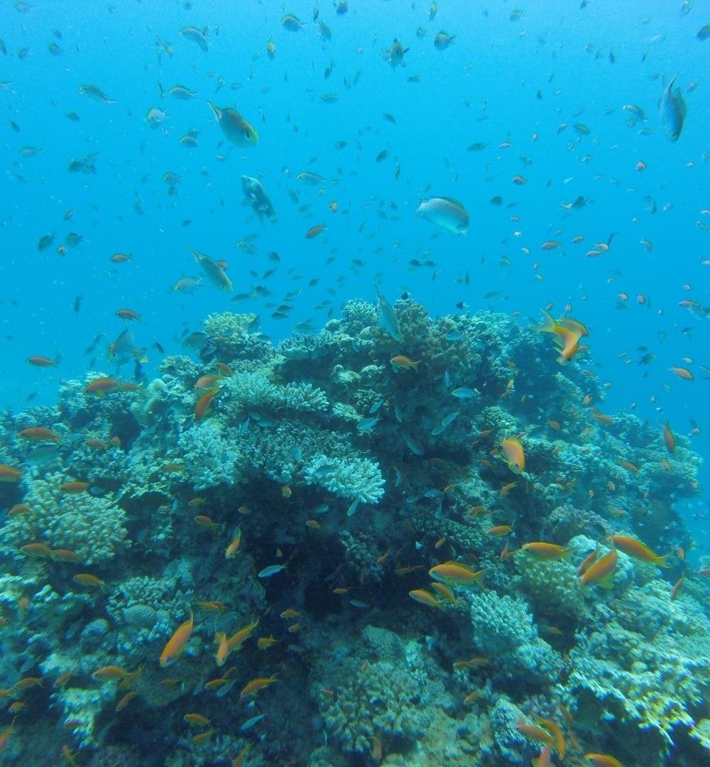 El Gouna: Entdecken Sie das Tauchen