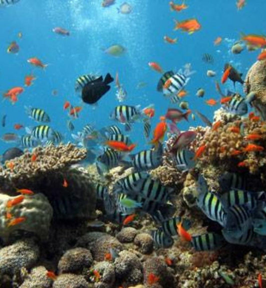 Sharm El Sheikh: Curso de Mergulhador