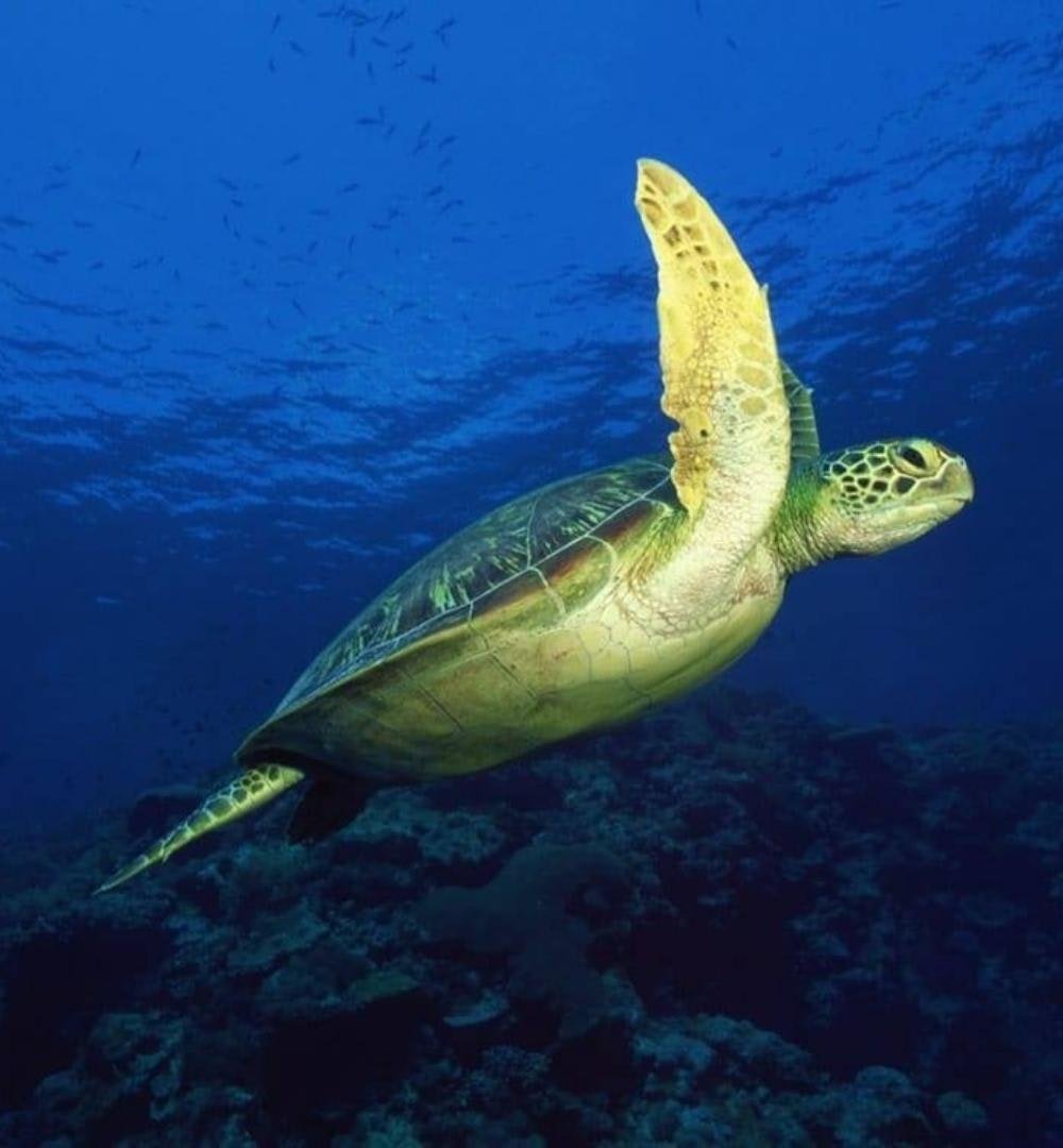 Sharm El Sheikh: Advanced Diving Course