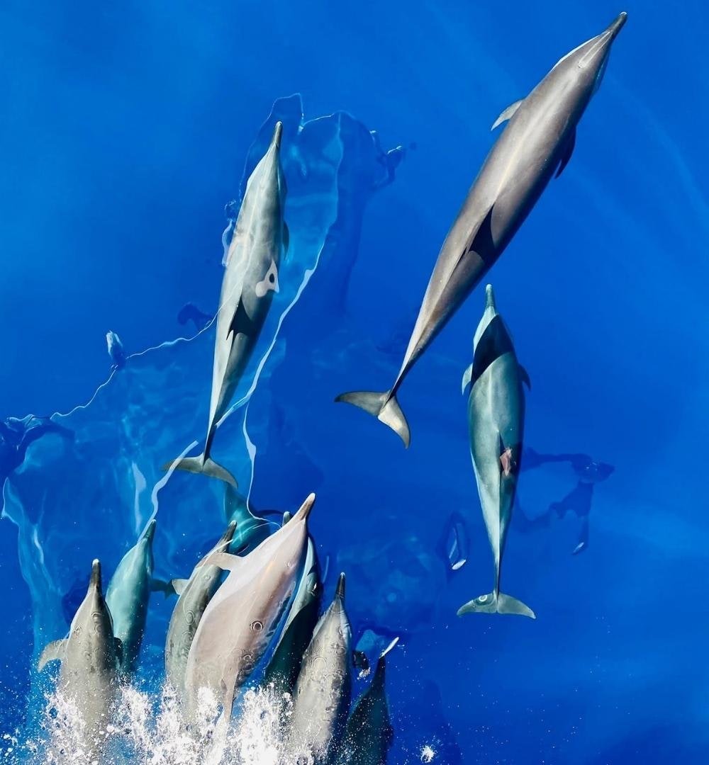 Sharm El Sheikh: Advanced Diving Course